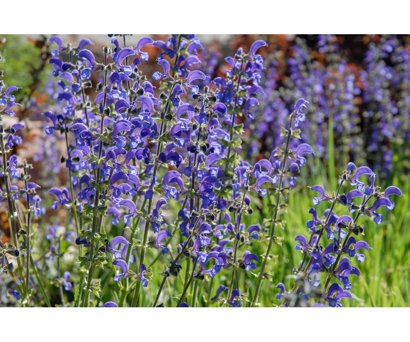 Meadow Clary Sage